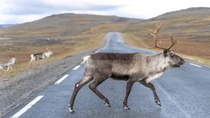 Reindeer (Rangifer tarandus) crosses road