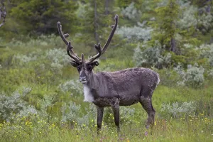 Reindeer (Rangifer tarandus) in a flower meadow at the edge of a bog