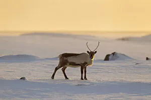 Reindeer (Rangifer tarandus) foraging in snow-covered winter landscape at sunset