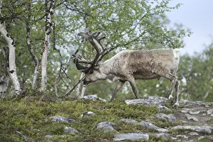 Reindeer (Rangifer tarandus) male