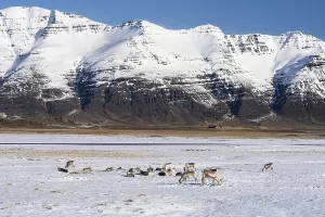 Category Scandinavia Prints: Reindeer (Rangifer tarandus) in front of mountains in winter