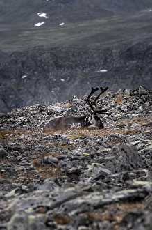 Category Scandinavia Prints: Reindeer (Rangifer tarandus) on the mountainside of Veslfjellet