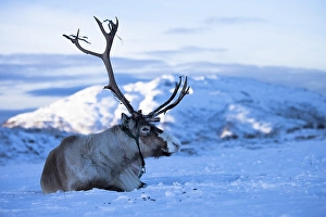 Category Scandinavia Prints: Reindeer (Rangifer tarandus), Northern Norway