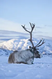 Category Scandinavia Prints: Reindeer (Rangifer tarandus), Northern Norway
