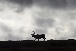 Reindeer (Rangifer tarandus) silhouette on the tundra in autumn