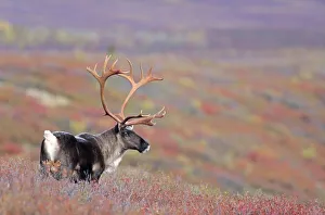 Reindeer (Rangifer tarandus) standing in the autumn tundra (Alaskan Caribou)