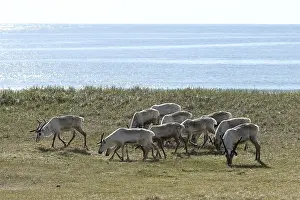 Reindeer (Rangifer tarandus) in the tundra