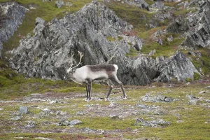 Reindeer (Rangifer tarandus) Tundra