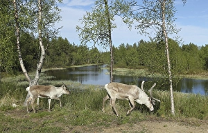 Category Scandinavia Prints: Reindeer (Rangifer tarandus), with young animal