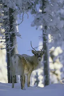 Reindeer, reindeer, caribou, caribou