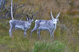 Reindeer in sweden in autumn in the tundra
