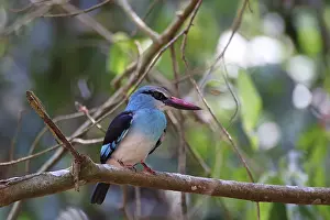 Reined kingfisher (Halcyon malimbica)