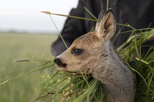 Rekitz, fawn rescue in front of meadow mowing