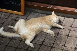 A relaxed cat in front of a snack bar