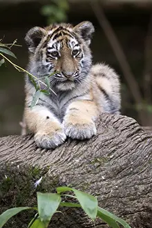 Relaxed tiger young resting on a tree trunk surrounded by leaves