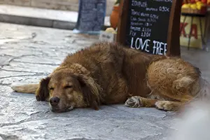 Framed Print : Relaxing sleeping dog on the street next to the coffee shop Framed Print : Relaxing sleeping dog on the street next to the coffee shop