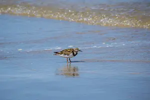 A relaxing small wading birds enjoying the view around the coastline of the seashore