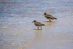 A relaxing small wading birds enjoying the view around the coastline of the seashore