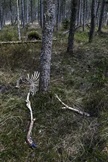 The remains of red deer (Cervus elaphus) taken by wolves (Canis lupus)