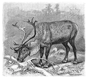 Ren or reindeer (Rangifer tarandus)