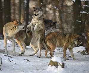 Reproof, ranking, domination, Northwestern wolf (Canis lupus lycaon) in the snow