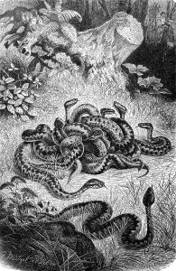 Reptiles, Adder berus is a small to medium sized venomous snake of Eurasia from the viper (Vipera) family