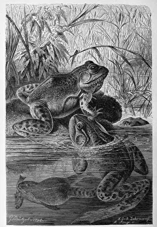 Reptiles, African Bullfrog (Pyxicephalus adspersus)