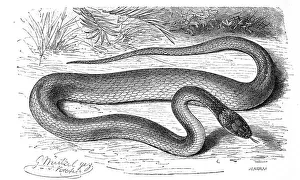 Reptiles, agkistrodon (Scytale) coronatum