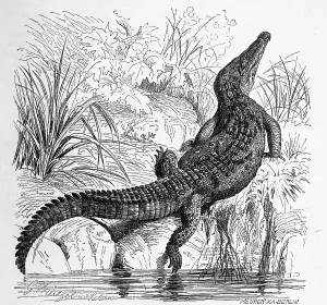 Reptiles, american crocodile (Crocodylus acutus) is an American representative of the family of the true crocodiles