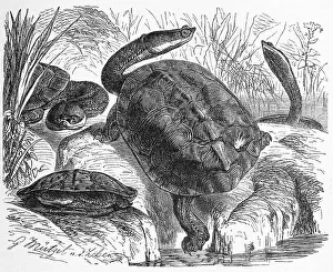 Reptiles, Argentine snake-necked turtle