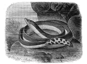 Reptiles, bicoloured sea snake