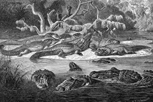 Reptiles, black caiman (Melanosuchus niger)