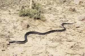 Reptiles, black cobra running, Jodhpur