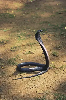 Reptiles, black cobra snake naja naja