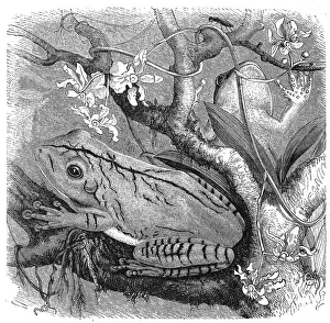 Reptiles, blacksmith tree frog (Boana faber)