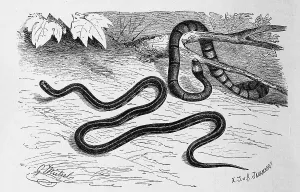 Reptiles, Blue belly adder, Blue coral snake
