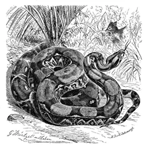 Reptiles, Boa constrictor, also king snake
