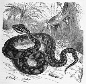 Reptiles, Bushmasters, Lachesis are a genus of snake from the subfamily of pit vipers