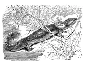 Reptiles, common mudpuppy (Necturus maculosus) is the largest and most widespread species of newt in the olm family