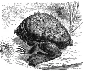 Reptiles, common surinam toad (Pipa pipa)