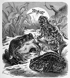 Reptiles, Common toad, Bufo vulgaris
