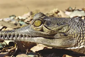 Reptiles, Crocodile gharial gavialis gangeticus