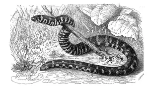 Reptiles, cylindrophis ruffus (Anguis ruffa)