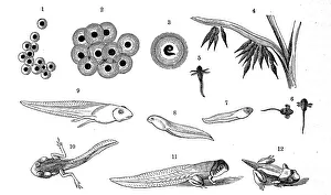 Reptiles, Development of the eggs and larvae of the common frog (Rana temporaria)