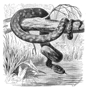 Reptiles, Diamondback snake, Diamond python