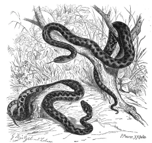 Reptiles, Dice snake (Natrix tessellata) is a non-poisonous Eurasian snake