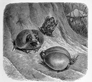 Reptiles, East African short-headed frog