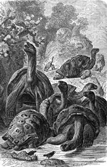 Reptiles, Elephant tortoise, Galapagos giant tortoises
