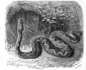 Reptiles, European horned viper (Vipera ammodytes)
