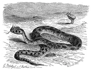 Reptiles, European horned viper (Vipera ammodytes)